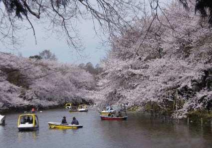 井の頭公園桜まつり2026の屋台は何時まで？夜桜ライトアップの場所も